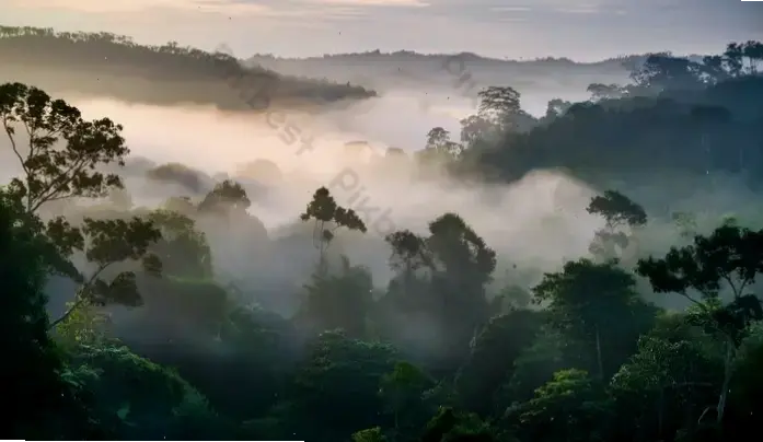 Hình nền rừng nhiệt đới thơ mộng, gợi lên cảm xúc lãng mạn và yên tĩnh, như một bức tranh sống động.