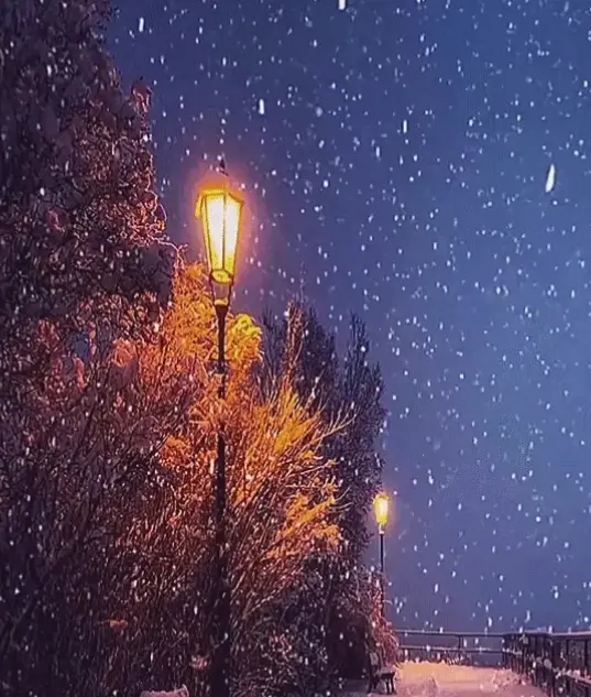 Hình nền rừng tuyết hùng vĩ, nơi tuyết bao phủ tạo nên bức tranh thiên nhiên thơ mộng và đầy cuốn hút.