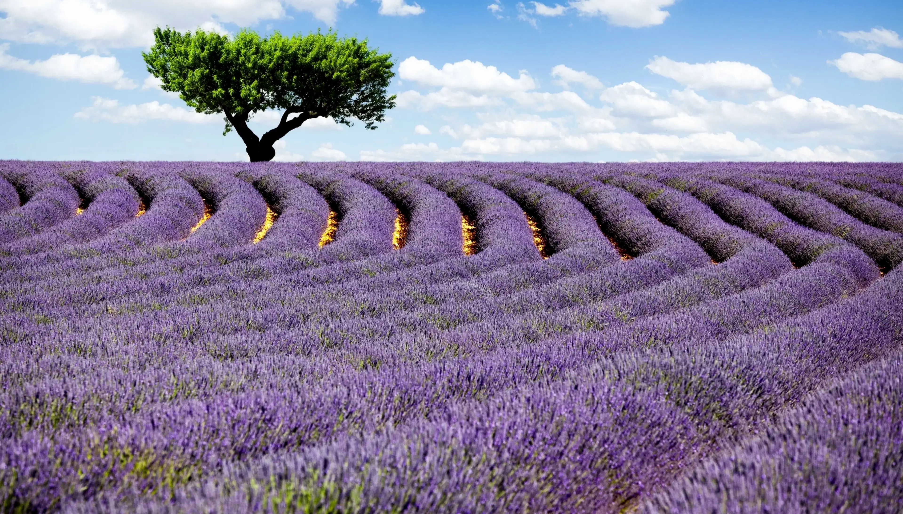 Hình nền sống động của cánh đồng lavender xanh tươi, lý tưởng để làm mới màn hình và mang cảm giác thư giãn hàng ngày.