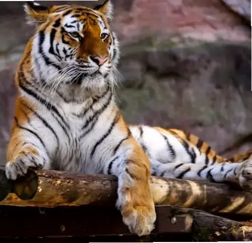 Hình nền thú cưng dễ thương, lưu giữ kỷ niệm đáng nhớ với người bạn đồng hành trung thành.