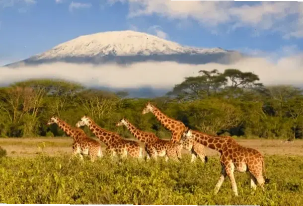 Hình nền tuyệt đẹp của Núi Kilimanjaro phủ tuyết, biến màn hình thành cảnh quan thiên nhiên huyền ảo.