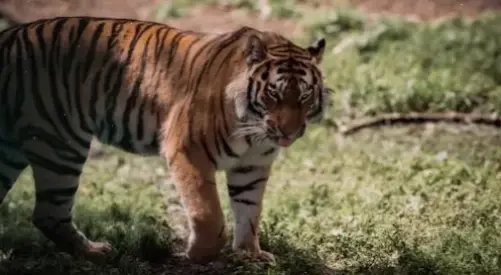 Hổ nghệ thuật đầy sáng tạo, kết hợp vẻ đẹp hoang dã với phong cách độc đáo, truyền cảm hứng cho mọi không gian.