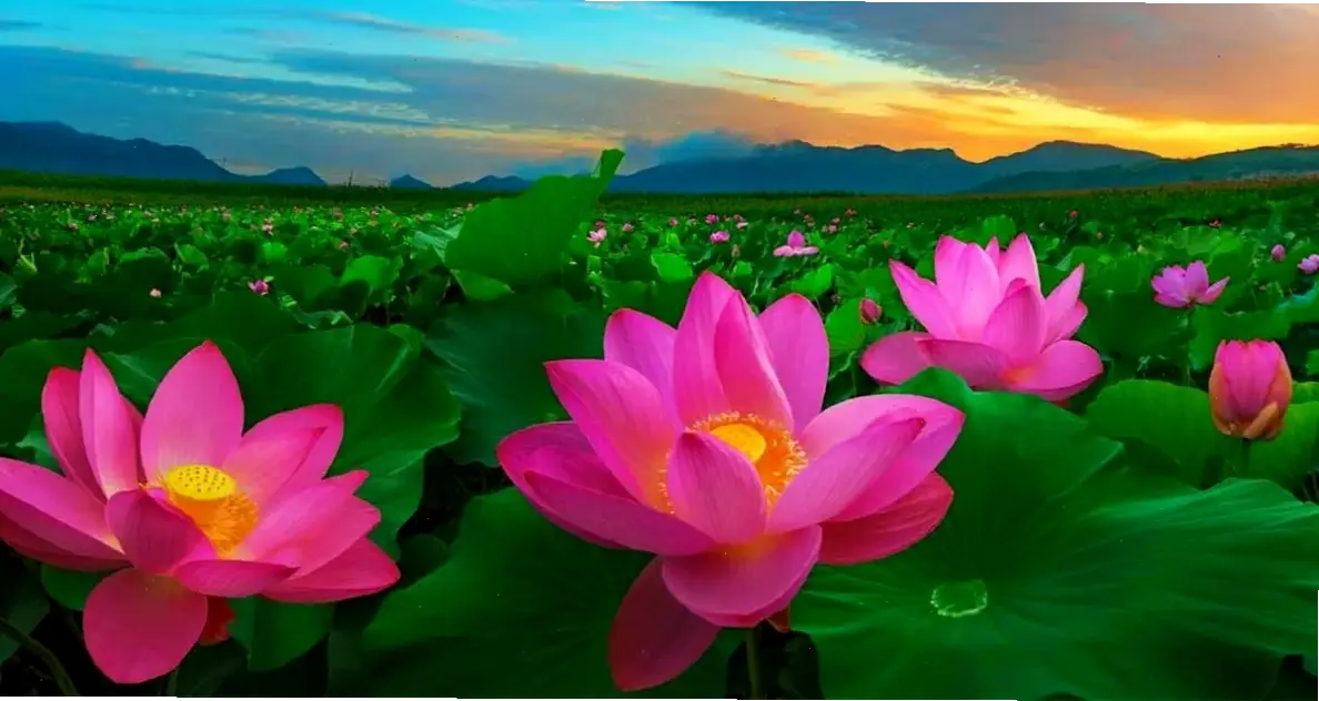 Hồ nước yên bình với hoa sen nở rộ, tạo nên bức tranh thiên nhiên hài hòa và thư giãn tuyệt vời.