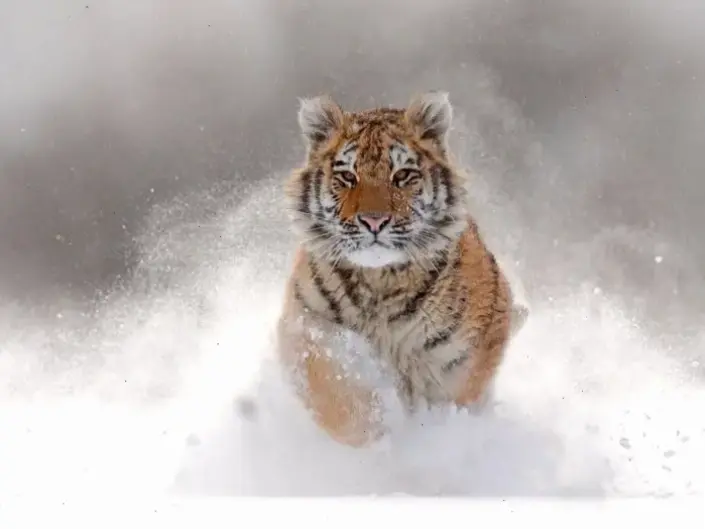 Hổ thơ mộng với vẻ đẹp lãng mạn, gợi lên sự huyền ảo và yên bình của thiên nhiên trong từng chi tiết.