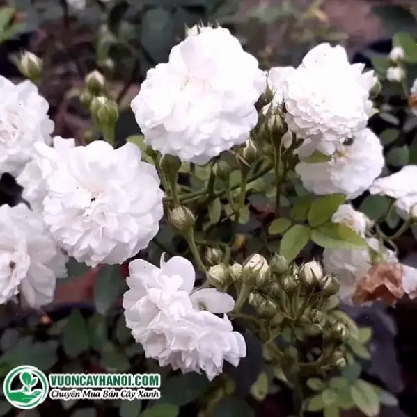 Hoa bạch trà phong thủy cân bằng năng lượng, mang lại may mắn và sự hài hòa cho cuộc sống hàng ngày.