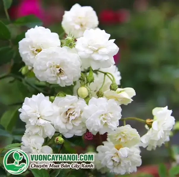 Hoa bạch trà tinh khiết đại diện cho sự trong sạch và bình yên, mang lại cảm giác thư thái tuyệt đối.