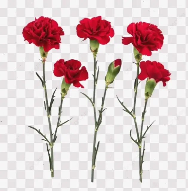 Hoa cẩm chướng đỏ rực rỡ mang năng lượng đam mê, lý tưởng cho những khoảnh khắc tràn đầy cảm xúc.