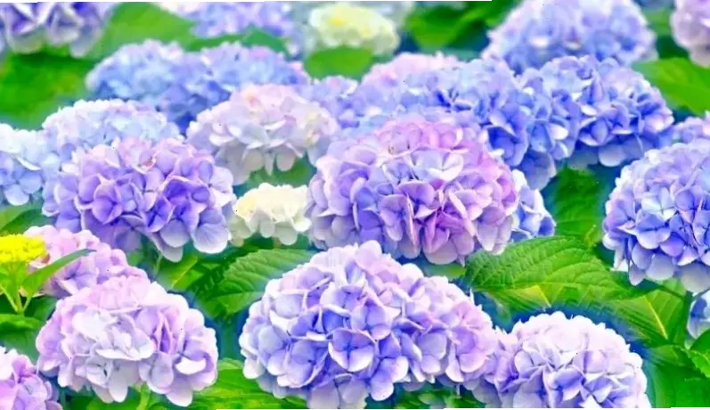 Hoa cẩm tú cầu Đà Lạt nở rộ, biểu tượng của vẻ đẹp thiên nhiên cao nguyên, mời gọi bạn khám phá.