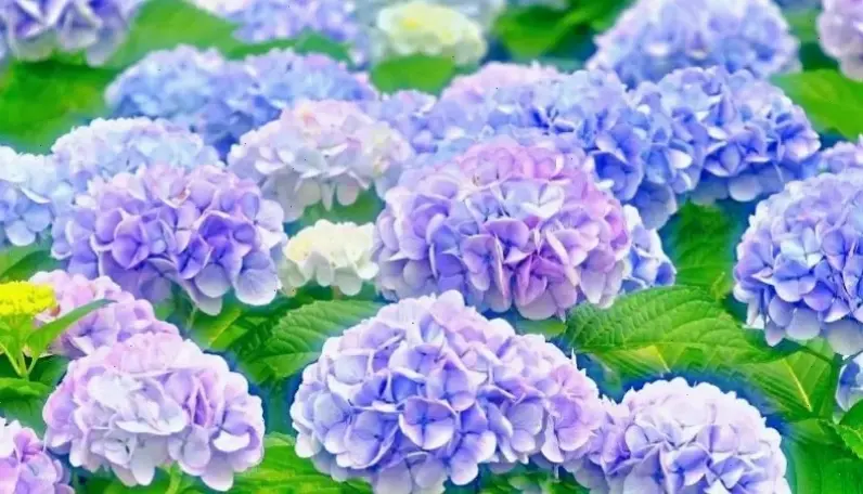 Hoa cẩm tú cầu đẹp rạng ngời, nguồn cảm hứng bất tận cho cuộc sống hàng ngày.