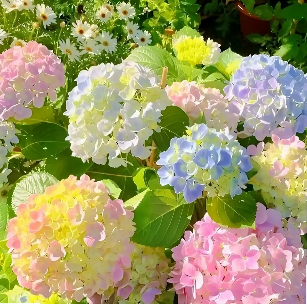 Hoa cẩm tú cầu nở rộ trong ngày cưới, tượng trưng cho tình yêu vĩnh cửu và hạnh phúc trọn vẹn.