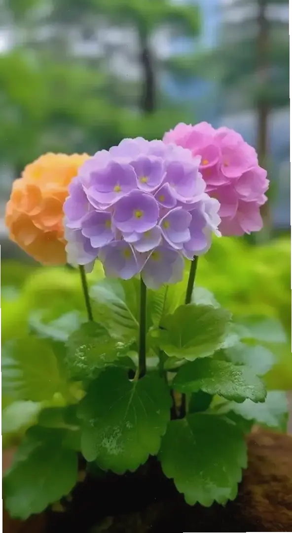 Hoa cẩm tú cầu sang trọng, kết hợp tinh tế cho ngày cưới, tạo nên sự đẳng cấp và quyến rũ, biến mọi khoảnh khắc thành kỷ niệm đáng nhớ.