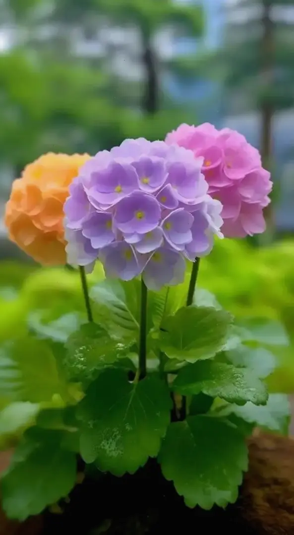 Hoa cẩm tú cầu trong chuyến du lịch, khám phá vẻ đẹp thiên nhiên và những kỷ niệm đáng nhớ.