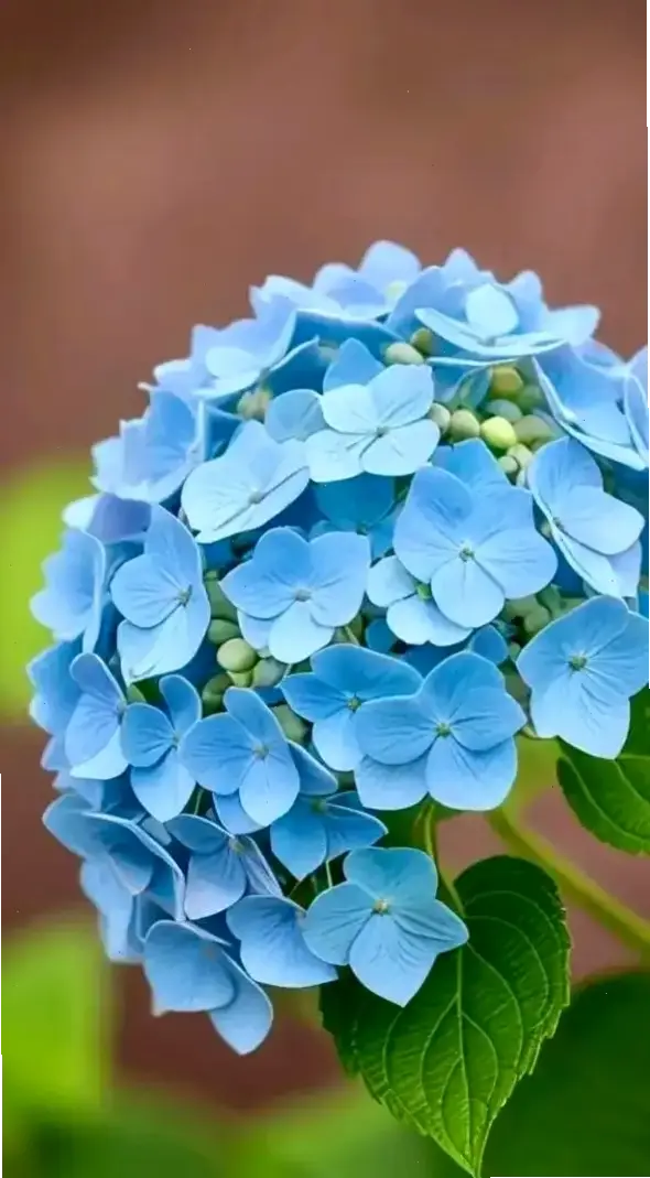 Hoa cẩm tú cầu xanh biếc trong ánh bình minh, tượng trưng cho sự tươi mát và hy vọng, khiến ngày mới thêm rạng rỡ.