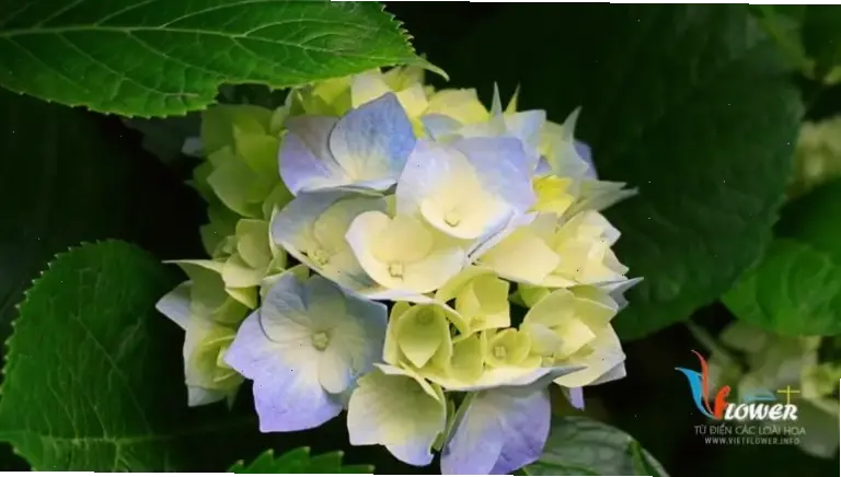 Hoa cẩm tú cầu xanh rực rỡ giữa đồng quê, mang đến cảm giác tươi mới và yên bình.