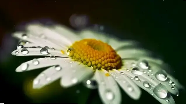 Hoa cúc chụp macro tiết lộ chi tiết tinh tế từ cánh hoa mỏng manh đến hạt sương long lanh, mang vẻ đẹp nghệ thuật gần gũi.