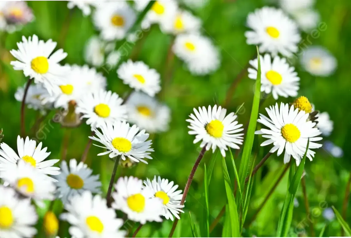 Hoa cúc đồng quê giản dị, cận cảnh gợi lên hương vị yên bình và nét đẹp dân dã của nông thôn.