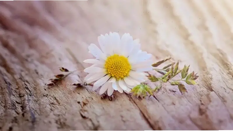 Hoa cúc dùng trang trí không gian, cận cảnh mang đến sức sống rực rỡ và cảm hứng mới mẻ.