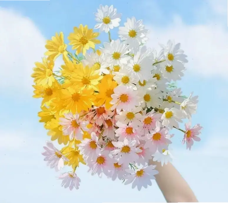 Hoa cúc họa mi 8/3 đẹp lung linh, tượng trưng cho sự mạnh mẽ và dịu dàng của phụ nữ.