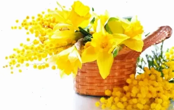 Hoa cúc họa mi dành tặng thầy cô ngày 20/11, tượng trưng cho sự trong sáng và lòng biết ơn sâu sắc.