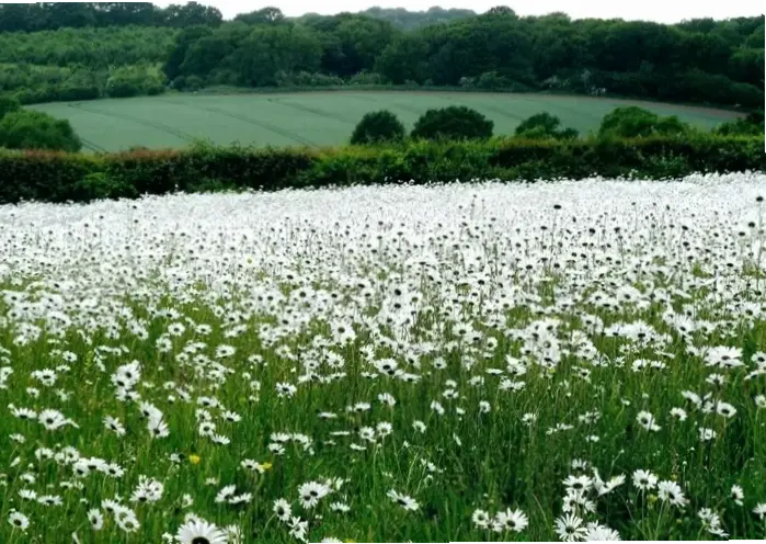 Hoa cúc họa mi đồng quê giản dị, gợi nhớ kỷ niệm tuổi thơ và vẻ đẹp thiên nhiên Việt Nam.