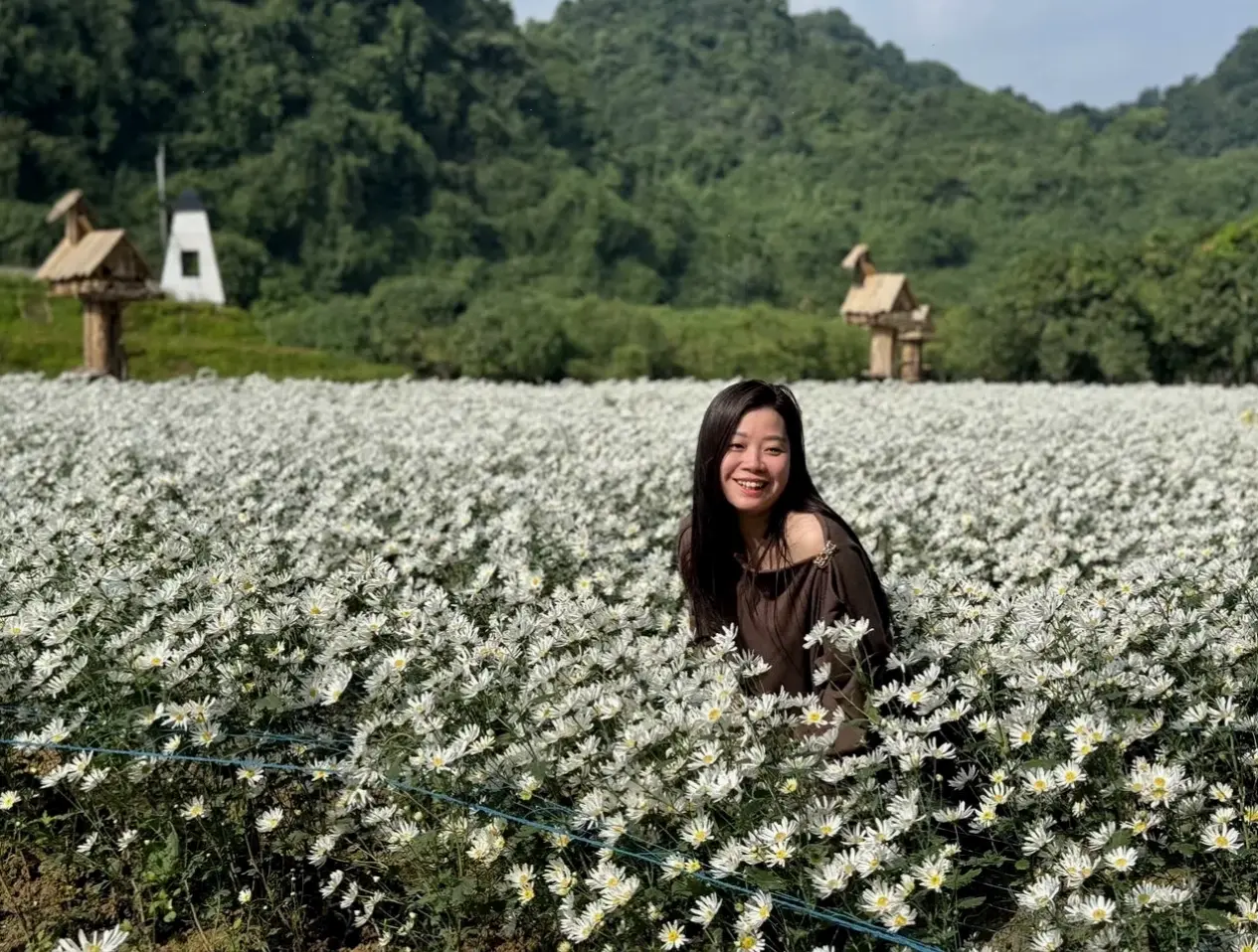 Hoa cúc họa mi đồng quê gợi nhớ cánh đồng yên bình, với vẻ đẹp giản dị và mộc mạc chân thực.