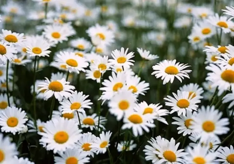 Hoa cúc họa mi mùa thu dịu dàng chào 8/3, biểu tượng của sự thanh lịch và ấm áp.