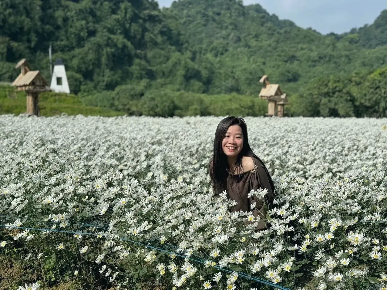 Hoa cúc nở rộ trong mùa thu đồng quê, tô điểm cảnh quan với màu sắc rực rỡ và lãng mạn.