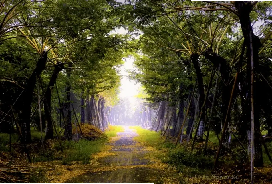 Hoa cúc tần mùa thu khoe sắc ấm áp, gợi lên sự bình yên và lãng mạn trong những ngày thu dịu mát.