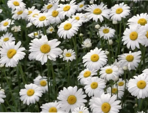 Hoa cúc tana thể hiện sức sống mạnh mẽ, vẻ đẹp tự nhiên và sự kiên cường, truyền cảm hứng bền bỉ.