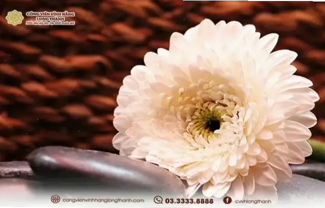 Hoa cúc vạn thọ tượng trưng sức khỏe, tuổi thọ và sự trường tồn, mang lời chúc phúc dài lâu.