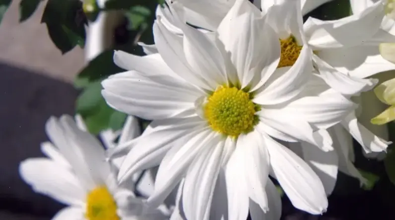 Hoa cúc vàng đại diện niềm vui, ấm áp và thịnh vượng, mang lại năng lượng tích cực cho cuộc sống.