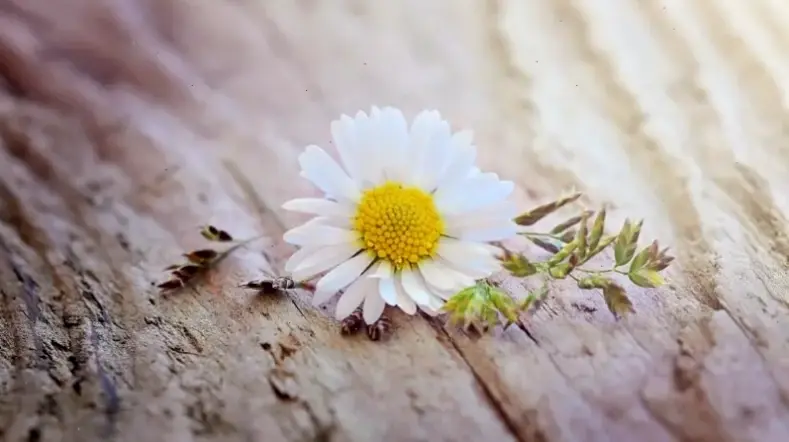 Hoa cúc vàng trang trí rực rỡ, tô điểm ngôi nhà với sắc màu ấm áp, mang năng lượng tích cực và niềm vui bất tận.