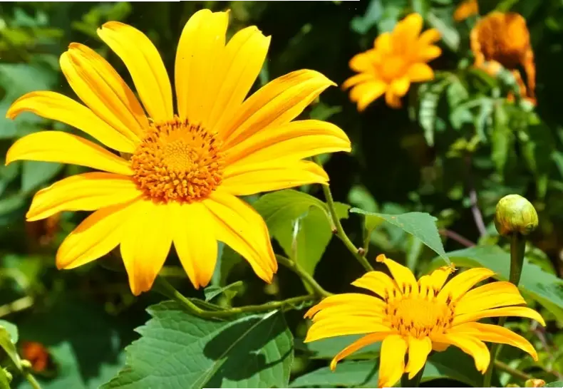 Hoa dã quỳ mùa thu tô điểm cảnh quan, tạo nên bức tranh lãng mạn đầy màu sắc quyến rũ.