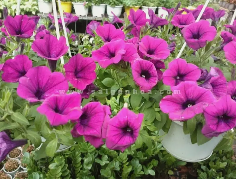 Hoa dạ yến thảo dùng trang trí, biến mọi góc nhà thành khu vườn thơ mộng và đầy sức sống.