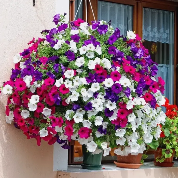 Hoa dạ yến thảo tím quyến rũ, mang sắc màu huyền bí và lãng mạn, lý tưởng để trang trí ban công xinh đẹp.