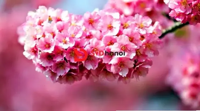 Hoa đào cắm bình trang trí bàn tiệc cưới, mang không gian ấm cúng và lãng mạn.