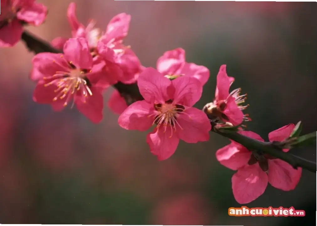 Hoa đào chụp bình minh, ánh sáng dịu dàng làm nổi bật vẻ đẹp huyền ảo của hoa trong buổi sáng sớm.