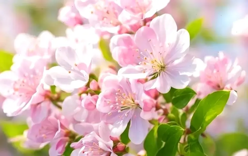 Hoa đào hồng phấn dịu dàng, mang đến không gian trang trí ấm áp và lãng mạn cho ngôi nhà.