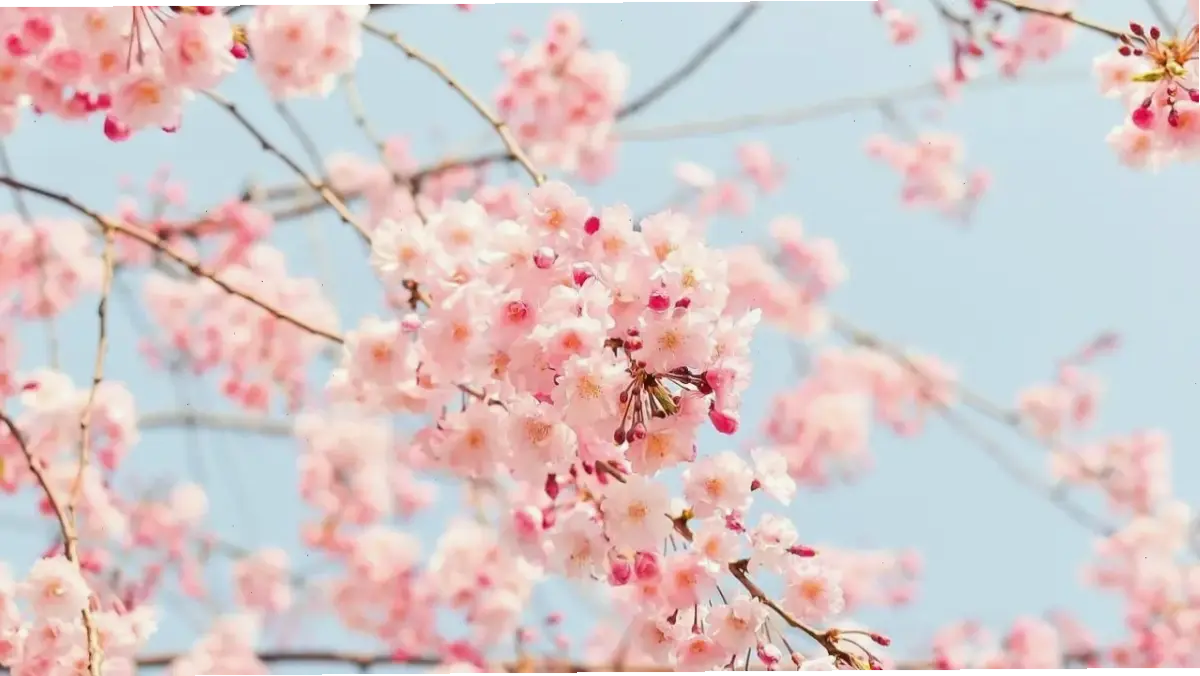 Hoa đào Nhật Tân lúc bình minh, ánh sáng dịu dàng làm nổi bật vẻ đẹp tinh khôi và yên bình.