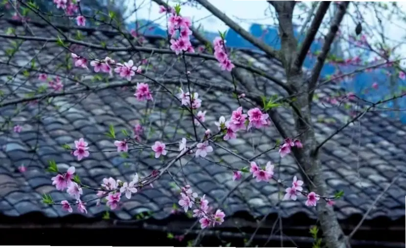 Hoa đào rực rỡ đón Tết, chúc mừng một năm mới tràn đầy niềm vui và thành công.