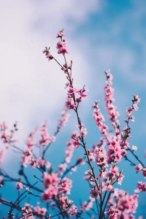 Hoa đào Tết đẹp lung linh, tượng trưng cho sự may mắn và sức sống mới mẻ trong năm mới.