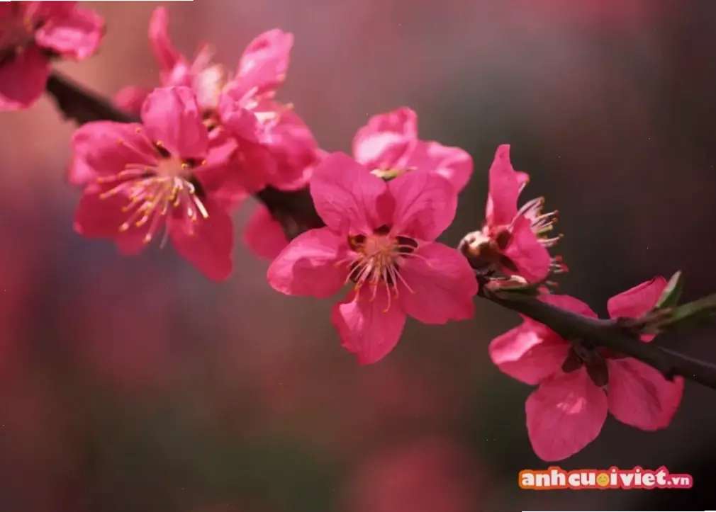 Hoa đào Tết qua macro: Biểu tượng may mắn, cánh hoa rực rỡ, chào đón năm mới tràn đầy hy vọng.