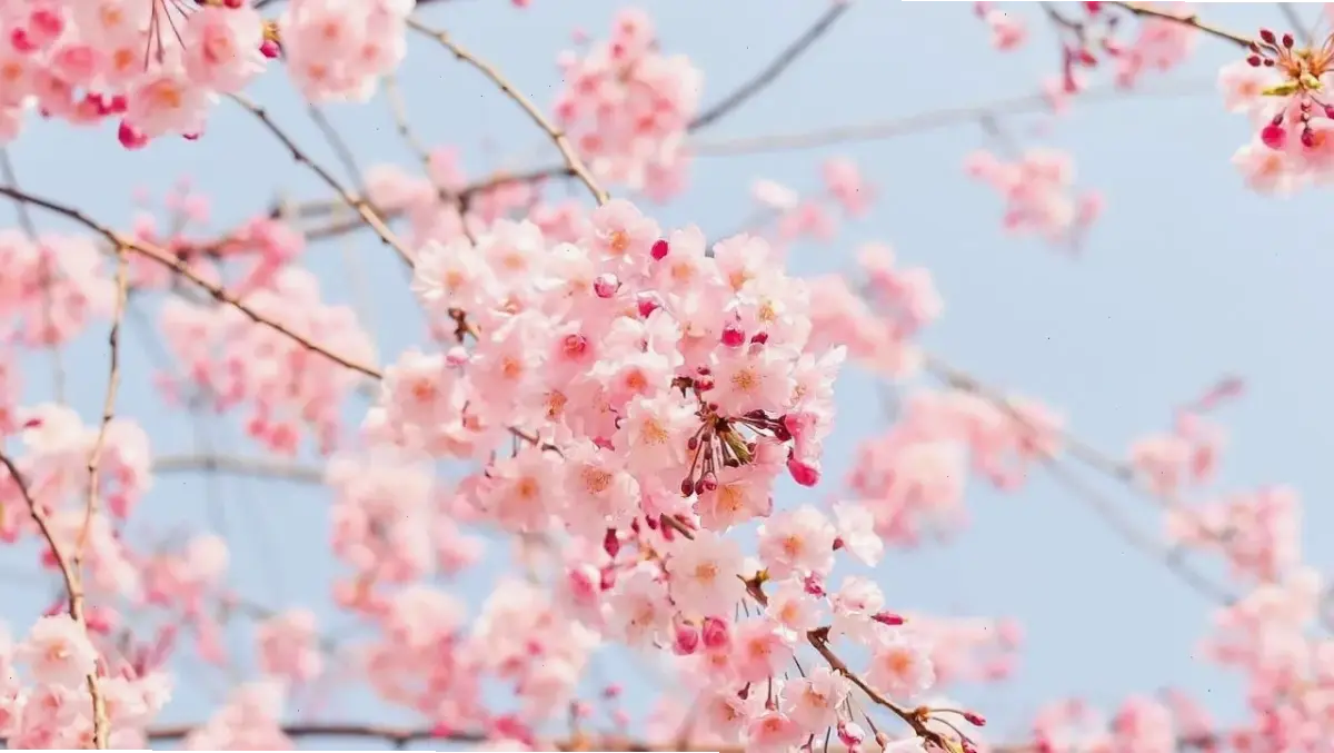 Hoa đào Tết Việt Nam: Biểu tượng văn hóa rực rỡ, cánh hoa xinh đẹp, chào đón lễ hội tràn đầy niềm vui.