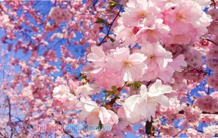 Hoa đào từ vườn Hà Nội tươi thắm, lý tưởng cho ngày cưới đặc biệt và nguyên sơ.