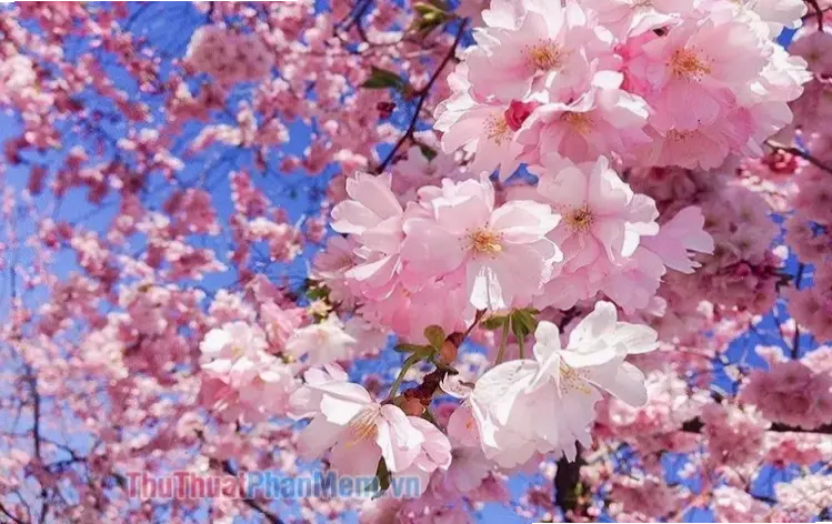 Hoa đào vườn Hà Nội nở rộ, biểu tượng của mùa xuân thủ đô với hương sắc quyến rũ.