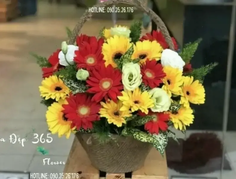 Hoa đồng tiền cắm bình trang trí, tạo không gian ấm áp và rạng rỡ cho ngày Quốc tế Phụ nữ.