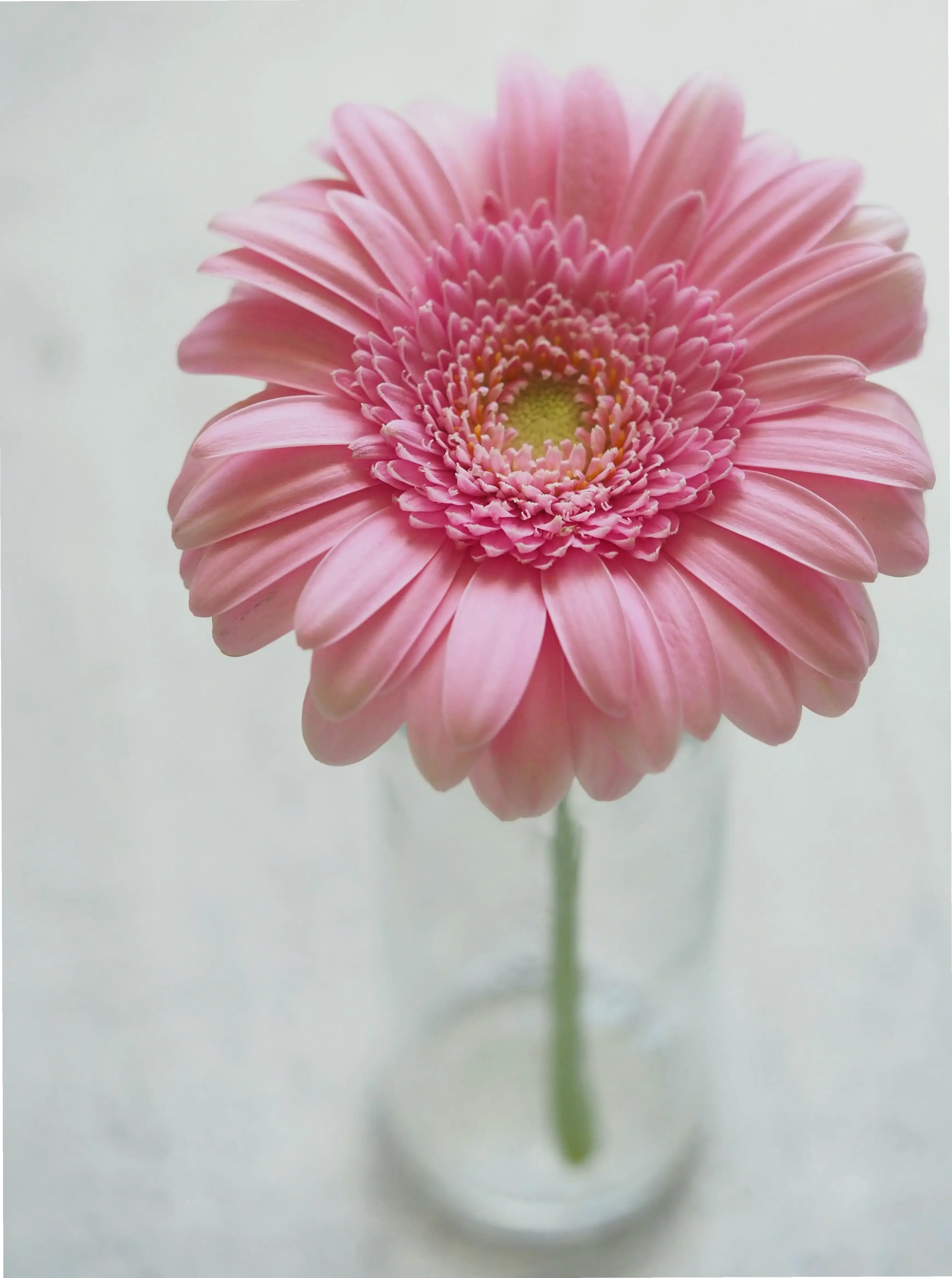 Hoa đồng tiền chúc mừng macro, đại diện cho thành công và hạnh phúc, lý tưởng cho những dịp lễ quan trọng.