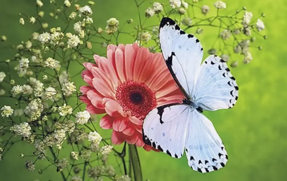 Hoa đồng tiền chúc mừng mọi dịp, biểu tượng của sự thành công và niềm vui tràn đầy!