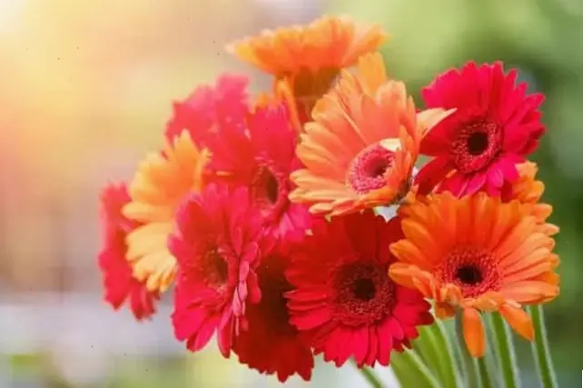 Hoa đồng tiền đỏ rực rỡ, biểu tượng may mắn cho Tết, mang đến không khí ấm áp và tràn đầy năng lượng tích cực.