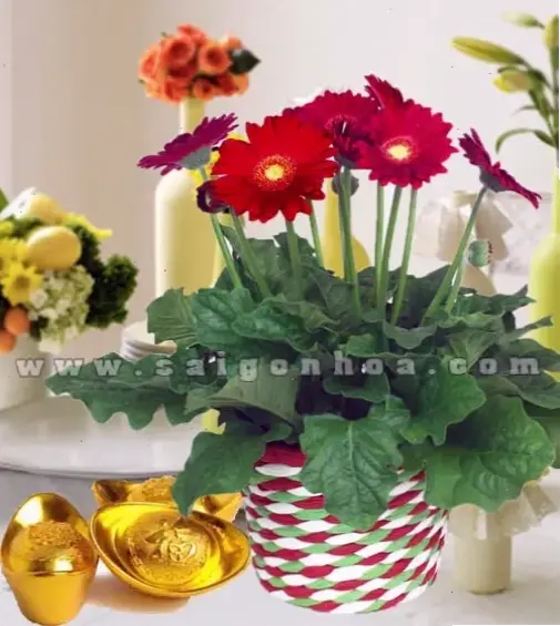 Hoa đồng tiền trong chậu xinh xắn, dễ dàng đặt ở bàn làm việc để tăng thêm sức sống và vẻ đẹp tự nhiên cho không gian.